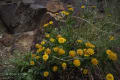 Inula obtusifolia